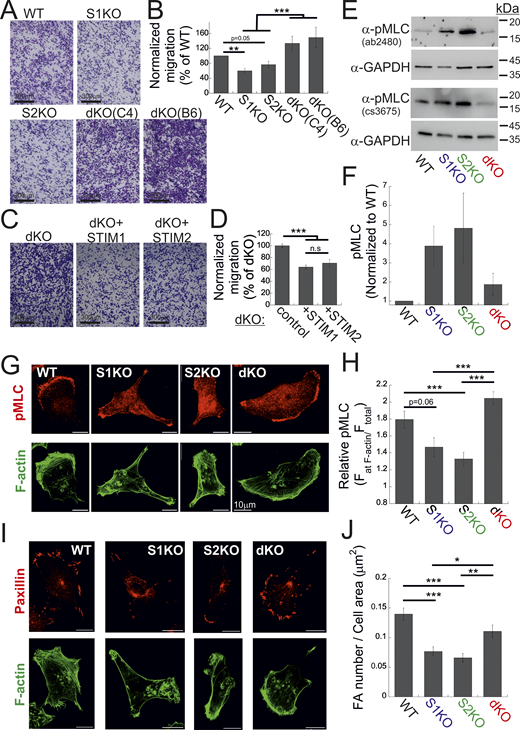 Deletion of both STIM isoforms rescues cell migration. (A) Representative images of WT, S1KO, S2KO, or dKO migrating cells, as indicated. (B) Scale bar = 350 μm (B)Number of migrating cells from each group was normalized to that of control (WT) cells. Bars show the mean ± SEM (WT, n = 18; S1KO, n = 13; S2KO, n = 15; dKO-C4, n = 8; dKO-B6, n = 7). (C and D) EYFP-STIM1 or EYFP-STIM2 was re-expressed in dKO cells. (C) Representative images of migrating cells from the indicated cells. Scale bar = 350 μm. (D) Number of migrating cells from STIM1 or STIM2 rescue cells was normalized to that of control (dKO) cells. Bars show the mean ± SEM (control, n = 7; STIM1, n = 6; STIM2, n = 7). (E and F) WB analysis of lysates from WT, S1KO, S2KO, and dKO cells using two different antibodies against pMLC (ab2480 or cs3675) and GAPDH as a loading control. (E) Representative images from two independent experiments. (F) Quantification of pMLC signal intensity relative to that of GAPDH and normalized to control (WT) cells. (G and H) Bars shows the mean ± SEM of normalized pMLC (n = 4) (G and H). Representative confocal images (G) and quantification (H) of anti-phosphorylated MLC (red) and phalloidin (F-actin, green) fluorescence (see the Materials and methods section). Bars show the mean ± SEM of pMLC staining at actin bundles per cell in the indicated cell type (WT, n = 30; S1KO, n = 28; S2KO, n = 32; dKO, n = 30). (I and J) Representative images (I) and quantification (J) of anti-paxillin (red) and phalloidin (F-actin, green) fluorescence (see the Materials and methods section). Bars show the mean ± SEM of FAs per cell in the indicated cell type (WT, n = 30; S1KO, n = 34; S2KO, n = 31; dKO, n = 36). Scale bar = 10 μm. Statistics: one-way ANOVA with Tukey’s post hoc test; *P < 0.05, **P < 0.01, ***P < 0.001. Source data are available for this figure: SourceData F2.