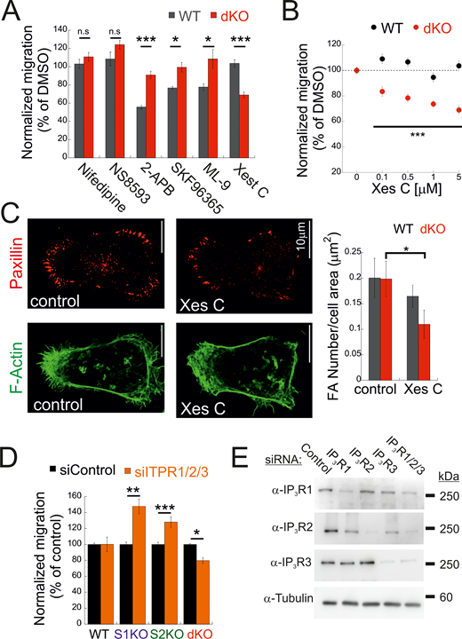 Deletion of STIM proteins sensitizes cell migration to IP3R inhibition. (A) Indicated compounds were added to either WT or dKO cells, and the number of migrating cells from each group was normalized to that of control (DMSO-treated cells). The following inhibitor concentrations were used: 2-APB at 50 μM (WT, n = 5; dKO, n = 11), nifedipine at 50 μM (WT, n = 5; dKO, n = 10), SKF96365 at 10 μM (WT, n = 5; dKO, n = 10), Xes-C at 5 μM (WT, n = 10; dKO, n = 5), NS8593 at 5 μM (WT, n = 5; dKO, n = 5), and ML-9 at 10 μM (WT, n = 5; dKO, n = 5). Bars show the mean ± SEM. (B) Migration was analyzed as in A using the indicated concentration of Xes-C (WT, n = 11–16; dKO, n = 5–11). (C) (C-left) Representative images (left) of anti-paxillin (red) and phalloidin (F-actin, green) fluorescence in dKO cells treated with Xes-C or DMSO (control). (C-right) Mean ± SEM of FAs per cell in WT (control, n = 9; Xes-C, n = 15) or dKO (control, n = 8; Xes-C, n = 13) cells. Scale bar = 10 μm. (D) Migration analysis (bars show the mean ± SEM) of WT (n = 14), S1KO (n = 11), S2KO (n = 10), or dKO cells (n = 15) treated with the indicated ITPR siRNAs. (E) WB analysis using antibodies for IP3R1, IP3R2, IP3R3, or tubulin of lysates prepared from WT cells treated with siRNAs against IP3R1, IP3R2, or IP3R3, as indicated. Statistics: two-tailed t test; *P < 0.05, **P < 0.01, ***P < 0.001. Source data are available for this figure: SourceData F3.