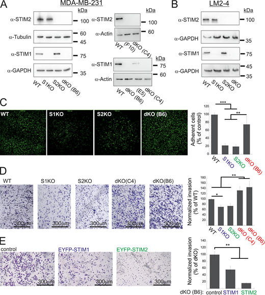 Additional data related toFig. 1. (A and B) Expression of STIM1 and STIM2 in MDA-MB-231 (A) and LM2-4 (B) cells following CRISPR/Cas9 gene editing. Representative images from WB analysis of lysates prepared from the indicated MDA-MB-231 (A) or LM2-4 (B) cells using antibodies for STIM1, STIM2, actin, GAPDH, or tubulin. Clones F10 and E5 are shown here as additional controls and were not used in the present study. (C) Representative images (left) and quantitation (right) of adhesion assays (n = 5) using the indicated MDA-MB-231 cells. The field of view in each image measures 2 × 2 mm. (D and E) Representative images (left) and quantitation (right) of two invasion assays using WT, S1KO, S2KO, dKO (C4), or dKO(B6) MDA-MB-231 cells (D) or using dKO(B6) cells re-expressing EYFP-STIM1 or EYFP-STIM2 (E). Scale bar = 300 μm. Results from each experiment in C or in D were normalized to WT cells, while data from E were normalized to control dKO cells. Bars show the mean ± SEM. Statistics: one-way ANOVA with Tukey’s post hoc test; *P < 0.05, **P < 0.01, ***P < 0.001. Source data are available for this figure: SourceData FS1.