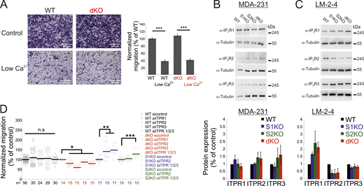 Additional data related toFig. 3. (A) Expression of IP3Rs in MDA-MB-231 and LM2-4 cells. (A-left) Representative images of WT and dKO migrating cells under normal conditions or low Ca2+, as indicated. (A-right) Quantification of the number of migrating cells from each group was normalized to that of control (WT) cells. Scale bar = 350 μm. (B and C) Representative images (left) and quantitation (right) of WB analysis (n = 3–4) of lysates prepared from the indicated MDA-MB-231 (A) or LM2-4 (B) cells using antibodies for IP3R1, IP3R2, IP3R3, or tubulin, as indicated. (D) Migration analysis of WT, S1KO, S2KO, or dKO cells treated with the indicated ITPR siRNAs. Bars show the mean ± SEM. Statistics: one-way ANOVA with Tukey’s post hoc test; *P < 0.05, **P < 0.01, ***P < 0.001. Source data are available for this figure: SourceData FS3.