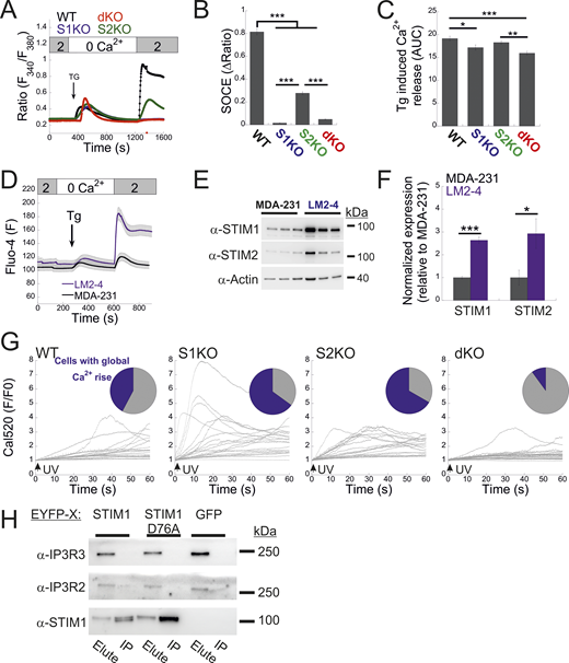 Analysis of STIM expression and function in LM2-4 cells. (A) Average intracellular Ca2+ responses during SOCE are shown for WT (n = 137), S1KO (n = 70), S2KO (n = 73), and S1/S2 dKO (n = 87) LM2-4 cells. (B and C) Quantification of SOCE (B) and Tg-induced ER Ca2+ release (C) for individual cells depicted in A. The AUC was calculated from 400 to 1,200 s. (D) Analysis of SOCE in Fluo-4–loaded LM2-4 cells (n = 46) compared with MDA-MB-231 cells (n = 47). (E and F) Representative images (left) and quantification (right) of WB analysis (n = 3–4) of lysates from LM2-4 and MDA-MB-231 cells using antibodies against STIM1, STIM2, or actin, as indicated. (G) Traces of cell-wide Ca2+ dynamics recorded from individual WT, S1KO, S2KO, and dKO LM2-4 cells using the experimental protocol described in Fig. 5. Upper inset shows a pie chart of the fraction of cells showing global Ca2+ rise (blue) following UV-induced uncaging of IP3. (H) Total cell lysates were prepared from S1/S2 dKO HEK293 cells expressing either EYFP-STIM1 WT, the D76A mutant, or EGFP. WB images of the IP protein material and eluted fractions are shown, demonstrating the absence of interaction between STIM1 and IP3R2 or IP3R3. Bars show the mean ± SEM. Statistics: one-way ANOVA with Tukey’s post hoc test (B and C) or two-tailed t test (F); *P < 0.05, **P < 0.01, ***P < 0.001. AUC, area under the curve; IP, immunoprecipitated. Source data are available for this figure: SourceData FS5.