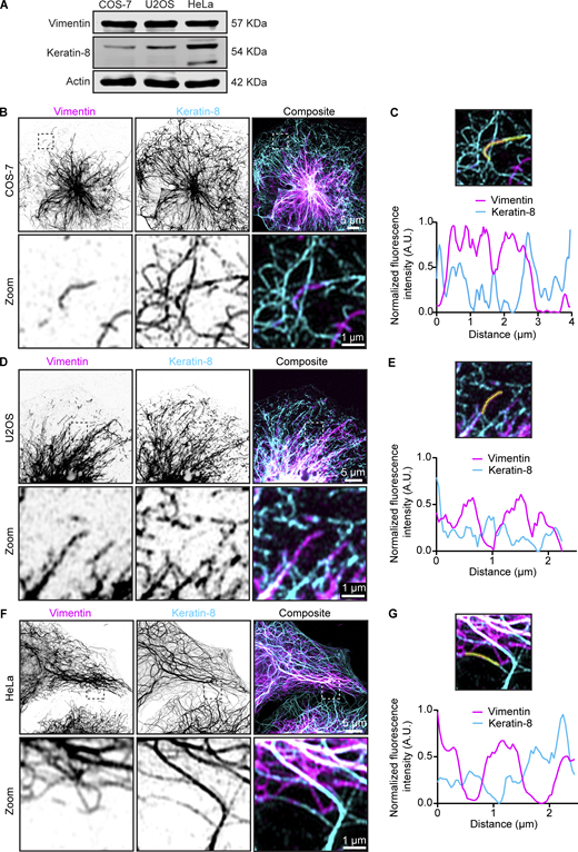 Endogenous vimentin and keratin-8 filament networks in COS-7, U2OS, and HeLa cells. (A) Expression levels of vimentin and keratin-8 in COS-7, U2OS, and HeLa cells were analyzed by western blotting. (B–G) Airyscan high-resolution images of vimentin and keratin-8 networks in COS-7 (B), U2OS (D), and HeLa cells (F), detected by staining with anti-vimentin and anti–keratin-8 antibodies, respectively. Zoomed-in views (5 × 5 µm), highlighted by the dashed box, showing the region of the cell enlarged in the zoom panel and intensity profiles for vimentin and keratin-8 along the indicated lines in COS-7 (C), U2OS (E), and HeLa (G) cells. Source data are available for this figure: SourceData FS4.