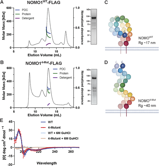NOMO architecture is shaped by the Ig 1/10/11 interface. (A) SEC-MALS profile of FL WT NOMO (NOMO1WT-FLAG) on a Superose 6 column. The dashed line is the UV trace, molar mass represents the total molar mass of the PDC, and protein molar mass is the corrected molar mass to remove contribution from detergent. Inset, SDS-PAGE/Coomassie staining of the NOMO1WT-FLAG fraction obtained from preparative SEC. (B) SEC-MALS profile of the 4-mutant interface NOMO1 mutant, NOMO4Mut-FLAG, insert as in A. (C and D) Model representation drawn from the results shown in A and B. (E) Far-UV circular dichroism spectra of WT (blue) and 4-Mut (red) NOMO LD in the native conformation, and 6 M guanidine hydrochloride (GuHCl) treatment to induce unfolding (WT, tan; 4-mutant, light blue), as indicated by the loss of secondary structure. Curves represent normalized mean ± SD of n = 3 replicates. SEC-MALS, SEC linked to multi-angle light scattering. PDC, protein detergent complex. Source data are available for this figure: SourceData F4.