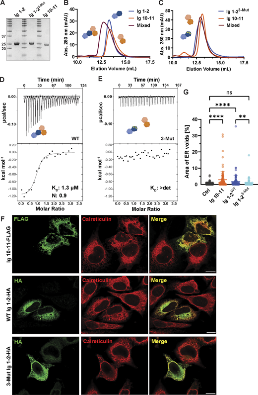 Ig 1–2 and Ig 10–11 dimerize and induce ER voids upon overexpression. (A) SDS-PAGE/Coomassie staining of constructs obtained from preparative SEC. (B and C) SEC profiles of recombinantly purified Ig 1–2 and Ig 10–11 on a HiLoad Superdex 75 pg. (D and E) ITC-binding studies of constructs used in A–C with dissociation constants (KD) and binding stoichiometry (n) indicated. n = 3 biological replicates. (F) Representative U2OS cells immunostained for the ER marker calreticulin and for either Ig 1–2-HA or Ig 10–11-FLAG expression. (G) Plot of mean void area relative to ER area per cell scored for the indicated construct expression. N = 113 untransfected cells (Ctrl), N = 103 Ig 10–11-FLAG–transfected cells, N = 105 WT Ig 1–2-HA–transfected cells, and N = 107 3-Mut Ig 1–2-HA–transfected cells from. Error bars denote ± SD. Statistical analyses were performed using an ordinary one-way ANOVA test; ****P < 0.0001, **P < 0.01, and ns, not significant. Scale bars, 10 μm. Source numerical data and unprocessed blots are available in source data. Source data are available for this figure: SourceData F3. Refer to the image caption for details.