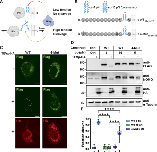 NOMO is under single pN forces partly dependent on the Ig 1/10/11 interface. (A) Illustration of the TEV cleavage-based readout. (B) Representation of the 5 pN and 10 pN coiled-coil (cc) sensors and their location between Igs 11 and 12 in WT and 4-mutant NOMO. (C) Immunofluorescence images of WT or 4-Mut FLAG-NOMO in either the absence (−) or presence (+) of TEVp. (D) Representative immunoblot of indicated cc-force sensors inserted in WT and 4-mutant NOMO when TEVp is absent or present (+). (E) Quantification of fraction of the indicated FLAG-NOMO construct cleaved under the absence (−) and presence (+) of TEVp. N = 8. Each condition was measured from n = 6 biological replicates. Statistical analyses were performed using an ordinary one-way ANOVA test; ****P < 0.0001. Source numerical data, immunoblot replicates, and unprocessed blots are available in source data. Source data are available for this figure: SourceData F5. Refer to the image caption for details.
