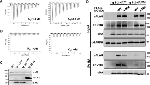 ITC replicates and co-IP with WT and 3-Mut Ig 1–2. (A) Isothermal titration calorimetry (ITC) replicates from Fig. 3 between WT Ig 1–2 and Ig 10–11. (B) ITC replicates for 3-Mut Ig 1–2 and Ig 10–11. Dissociation constants (KD) are indicated. n = 3 independent replicates were performed for each condition. (C) Immunoblot for expression of WT Ig 1–2-HA, 3-Mut Ig 1–2-HA, and Ig 10–11-FLAG in U2OS cells used for quantification in Fig. 3 G. (D) Co-immunoprecipitation (co-IP) analysis of interactions between HA-tagged Ig 1–2 constructs and WT or 4-Mut FL NOMO. Whole-cell lysates (input) and HA immunoprecipitates (IP: HA) were analyzed by immunoblot using antibodies against FLAG, NOMO, and HA. GAPDH serves as a loading control for input samples. Unprocessed blots are available in source data. Source data are available for this figure: SourceData FS3. Refer to the image caption for details.