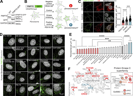 Kinase inhibitor screen reveals signaling regulators of peroxisome abundance. (A) Western blot of WT and CRISPR/Cas9 PMP70-GFP HEK293T cells. Arrowheads indicate the size shift of the tagged PMP70-GFP. (B) Schematic of the peroxisome biogenesis regulators screen. CRISPR/Cas9 PMP70-GFP HEK293T cells were incubated in control or 1 μM of small molecules for 2 days. PEX3 overexpression was used as a negative control, and PEX19 overexpression was used as a positive control. Refer to Fig. S1, F and G, and Figs. S2 and S3 for the screen details. (C) Confocal microscopy of CRISPR/Cas9 PMP70-GFP HEK293T cells overexpressing PEX3-myc, flag-PEX19, or an empty vector. Images are included in Fig. S2 as controls. Quantification shows the number of peroxisomes per square micron of the cytoplasm in the 2D confocal image, mean ± SEM, N = 100 cells pooled from three biological repeats, ***P < 0.001, ****P < 0.0001, Kruskal–Wallis test. (D–E) Confocal microscopy of peroxisomes in human primary fibroblasts AFF11 treated with indicated kinase inhibitors for 2 days (1 μM). Peroxisomes were visualized using PMP70 antibody, and nuclei were stained with Hoechst (10 μg/ml). Representative images are shown; scale bar: 10 μm, *—abnormal nuclear morphology. (E) Quantification shows the number of peroxisomes per square micron of the cytoplasm in the flattened 3D image (indicated as cubic micron), mean ± SEM, N = 100 cells pooled from three biological repeats, **P < 0.01, ***P < 0.001, ****P < 0.0001, Kruskal–Wallis test. (F) Identified kinase inhibitors plotted on the human kinome network (Manning et al., 2002; Metz et al., 2018). Positive regulators (inhibition decreases the number of peroxisomes) are indicated in red, and negative regulators (inhibition increases the number of peroxisomes) are indicated in blue. PKC superfamily is shown in the inlet; G06983 inhibits indicated PKC isoforms. Source data are available for this figure: SourceData F1. OE, overexpressing.