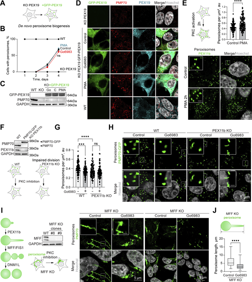 Figure 3. Refer to the image caption for details.