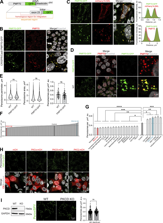 Signaling regulators of peroxisome abundance.(A) Schematic of the genomic DNA region corresponding to the end of the human PMP70 open reading frame endogenously tagged with -GFP-polyA-Blasticidin. (B and C) Confocal microscopy of the peroxisomal import marker mCherry*4-SKL expressed in HEK293T PMP70-GFP, and (B) confirmation of the PMP70-GFP peroxisomal localization. Fluorescence intensity profiles through single peroxisomes are shown. Scale bar: 5 μm. (D and E) Comparison of WT and PMP70-GFP–tagged HEK293T. Confocal images and quantification of perimeter (N = 1,000), area (N = 1,000), and density of peroxisomes (N = 100) are shown, mean ± SEM, Mann–Whitney. (F and G) Quantification of the number of peroxisomes per square micron of the cytoplasm in the HEK293T cells treated with 1 μM of the indicated small molecule, mean ± SEM, *P < 0.05, **P < 0.01, ***P < 0.001, ****P < 0.0001, Kruskal–Wallis test. (G)Significant screen hits are plotted, and (F) complete screen. Refer to Figs. S2 and S3 for the confocal images, N = 100 for each molecule. (H) Confocal microscopy of HEK293T CRISPR/Cas9 PMP70-GFP cells overexpressing (OE) PKCα-mCherry, PKCδ-mCherry, or PKCζ-mCherry. Scale bar: 5 μm. See zoomed in images in Fig. 2 B. (I) Western blot of PKCδ in WT and CRISPR/Cas9 KO HEK293T cells. Confocal microscopy (PeroxiSPY555 0.5 μM 10 min), and quantification shows the number of peroxisomes per square micron of the cytoplasm in the 2D confocal image, mean ± SEM, N = 100 pooled from three biological repeats, ns—nonsignificant, Mann–Whitney. Representative images are shown. Scale bar: 5 μm; inlet: 1 μm. Source data are available for this figure: SourceData FS1.