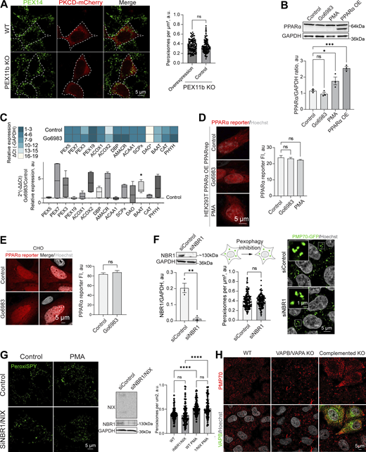 PPAR response and pexophagy during PKC regulation.(A) Confocal microscopy of peroxisomes in WT and PEX11b KO HEK293T overexpressing PKCδ-mCherry overexpressing (OE). Peroxisomes were stained with anti-PEX14 antibody. Scale bar: 10 μm. Quantification shows the number of peroxisomes per square micron of the cytoplasm in PEX11b KO cells with and without overexpression of PKCδ-mCherry, mean ± SEM, N = 100 pooled from three biological repeats, ns—nonsignificant, Mann–Whitney. (B) Western blot of PPARα in HEK293T cells in control PMA (0.5 μM for 1 day) and Go6983 (5 μM for 2 days) conditions. Quantification shows the ratio of PPARα to loading control, mean ± SEM, N = 3, ***P < 0.001, *P < 0.05, one-way ANOVA. (C) Quantitative PCR of the peroxisomal genes in HEK293T cells in control and Go6983 5 μM conditions (2-day treatment). Quantification shows color coded relative expression levels calculated as a ΔCt (peroxisomal gene—GAPDH expression reference) and a ratio of Go6983/control expression, expressed as 2−ΔΔCt, mean ± SEM, N = 4, *P < 0.05, Kruskal–Wallis test. (D and E) Confocal microscopy of PPAR mCherry reporter in HEK293T cells expressing PPARα (D) and CHO (E) cells in control, Go6983 (5 μM for 2 days), or PMA conditions (0.5 μM for 1 day). Nuclei were stained with Hoechst (10 μg/ml). Representative images are shown. Scale bar: 5 μm. Quantification shows average fluorescence intensity per cell, N = 50, ****P < 0.0001, Kruskal–Wallis test. (F) Western blot and confocal microscopy of NBR1 and control silencing in HEK293T CRISPR/Cas9 PMP70-GFP cells. Nuclei were stained with Hoechst (10 μg/ml). Representative images are shown. Scale bar: 5 μm; inlet: 1 μm. Quantification of the western blot shows the NBR1/GAPDH ratio quantified by the lane intensity on the western blot, mean ± SEM, N = 3, unpaired t test. Quantification shows the number of peroxisomes per square micron of the cytoplasm in the 2D confocal image, mean ± SEM, N = 150 pooled from three biological repeats, Mann–Whitney. (G) Western blot and confocal microscopy of NBR1/NIX and control silencing in HEK293T cells. Nuclei were stained with Hoechst (10 μg/ml). Representative images are shown. Scale bar: 5 μm. Quantification shows the number of peroxisomes per square micron of the cytoplasm in the 2D confocal image, mean ± SEM, N = 100 pooled from three biological repeats, **** - -<0.0001, one-way ANOVA. (H) Confocal microscopy of peroxisomes stained with anti-PMP70 antibody in WT and VAPB/VAPA KO HeLa cells in control and GFP-VAPB overexpression conditions. Source data are available for this figure: SourceData FS4.