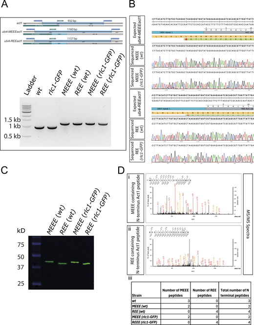 Validation of the REEact1 and control S. pombe strains. (A) Schematic of the PCR products and their sizes for the act1, ubi4-MEEEact1, and ubi-REEact1 strains using the same pair of primers for genotyping and 1% agarose gel image of the PCR products of the different strains using the genotyping primers. Note the presence of a single band of the expected sizes for all the strains. (B) Sequence alignment results for the four ubi4 strains as compared with their respective expected sequences as derived from SnapGene software. (C) Western blot using an anti-actin antibody for the four Ubi4 strains. The actin bands are at the expected size of ∼42 kD of the actin product after Ubi4 tag cleavage. Also note the differences in migration of actin between the MEEE and REE strains (D) (i) MS/MS spectrum for an MEEE peptide from the MEEE (wt) strain. (ii) MS/MS spectrum for an REE peptide from the REE (wt) strain. (iii) Table of the number of MEEE or REE peptides observed for the different strains. Source data are available for this figure: SourceData FS4.