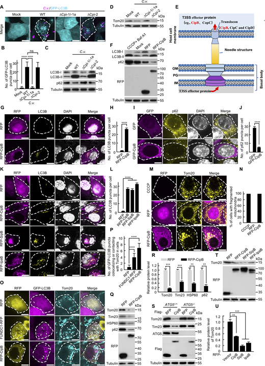 Bacterial T3SS effector CipB family triggers mitophagy. (A)C. violaceum induces autophagy depending on Cpi-1/-1a T3SS. 293T cells stably expressing GFP-LC3B (cyan) were infected with the indicated C. violaceum strains (MOI = 5, 3 h). C. violaceum (magenta) was stained with anti–C. violaceum antibody. ∆Cpi-1/-1a, C. violaceum mutant strain with gene deletion of the ATPase CivC of the Cpi-1/-1a T3SS; ∆Cpi-2, C. violaceum mutant strain with gene deletion of the ATPase CsaN of the Cpi-2 T3SS. These abbreviations have the same meaning throughout the article. Scale bar, 10 µm. (B) Quantification of GFP-LC3B puncta as shown in A. Mean ± SEM, n = 25 cells in each group. P values were determined by one-way ANOVA with Tukey’s test. (C) Immunoblot analysis of LC3B-II and p62 in 293T cells after infection with the indicated C. violaceum strains as in A. (D) Immunoblot analyzing Tom20 in 293T cells infected with the indicated C. violaceum strains (MOI = 5) for 5 h. (E) T3SS architectures of C. violaceum. The basal body of the T3SS spans the bacterial inner membrane (IM), peptidoglycan (PG), and outer membrane (OM). The basal body associates with an extracellular needle, which elongates across host cell membrane and forms a channel-like translocon that inserts into the host plasma membrane. (F) Western blot analysis of LC3B-II and p62 in 293T cells transfected with RFP/RFP-CipB or treated with CCCP (10 µM) plus Baf A1 (0.5 µM) for 21 h. (G and H) Confocal microscopy analysis of LC3B puncta in HeLa cells. Cells were transfected with RFP/RFP-CipB (magenta) for 14 h and then were stained with LC3B antibody (yellow). Nuclei (gray) were stained with DAPI. Scale bar, 10 µm. Quantification of LC3B puncta (mean ± SEM, n = 30 cells in each group) in H. (I and J) Immunofluorescence of p62 in HeLa cells transfected with GFP/GFP-CipB (magenta) for 21 h (I). p62 (yellow) was stained with anti-p62 antibody. Nuclei (gray) were stained with DAPI. Scale bar, 10 µm. Quantification of the number of p62 puncta (J). Data are shown as mean ± SEM (n = 30 cells in each group). (K and L) Confocal microscopy analysis of LC3B puncta in HeLa cells. Cells were transfected with RFP, RFP-CipB, RFP-SipB, or RFP-IpaB (magenta), respectively, for 14 h. LC3B puncta (yellow) were detected by immunofluorescence (K). Nuclei (gray) were stained with DAPI. Scale bar, 10 µm. Quantification of the number of LC3B puncta per cell (L). Data are shown as mean ± SEM (n = 30 cells in each group). P values were determined by one-way ANOVA with Dunnett’s test. (M and N) Confocal microscopy analysis of mitochondrial morphology in HeLa cells; cells were treated with CCCP (10 µM) for 6 h or transfected RFP, RFP-CipB (magenta) for 14 h (M). Mitochondria (yellow) were stained with anti-Tom20 antibody. Scale bar, 10 µm. The percentage of cells displaying mitochondrial fragmentation was quantified by analyzing 100 randomly selected transfection-positive cells (N). Mean ± SEM, n = 3 independent experiments. (O and P) 293T cells expressing GFP-LC3B (magenta) were transfected with RFP, FUNDC1-RFP, or RFP-CipB (yellow) for 14 h. Cells were stained with anti-Tom20 antibody (cyan) and analyzed by confocal microscopy. The white arrows were indicating the LC3B puncta colocalizing or contacting with Tom20 (O). Scale bar, 10 μm. Quantification of the number of the GFP-LC3B puncta colocalizing or contacting with Tom20 in a cell (P). n = 30 cells; data are presented as mean ± SEM (n = 30), and ****P < 0.001. P values were determined by one-way ANOVA with Dunnett’s test. (Q and R) CipB induces mitophagy in 293T cells. Cells were transfected with RFP or RFP-CipB for 21 h. The mitochondrial proteins (Tom20, Tim23, and HSP60) and p62 were detected by western blotting (Q). Quantification of normalized Tom20, Tim23, HSP60, and p62 (R). Data are represented as mean ± SEM (n = 3, three independent experiments). (S)ATG5 deficiency blocks CipB-induced mitophagy in 293T cells. WT 293T cells and ATG5-knockout 293T cells were transfected with Flag-BFP or Flag-CipB for 21 h, respectively. The mitochondrial proteins (Tom20 and Tim23) were detected by western blotting. (T and U) Immunoblot analysis of Tom20 in 293T cells transfected with RFP, RFP-CipB, RFP-SipB, and RFP-IpaB for 21 h (T). Quantification of normalized Tom20 (U). Data are represented as mean ± SEM (n = 3, three independent experiments). P values were determined by one-way ANOVA with Dunnett’s test. All data are determined for triplicates of three independent experiments. Unpaired two-sided Student’s t tests were used to measure significance (H, J, N, and R). ns, not significant; **P < 0.01; ***P < 0.001; ****P < 0.0001. Source data are available for this figure: SourceData F2. Refer to the image caption for details.