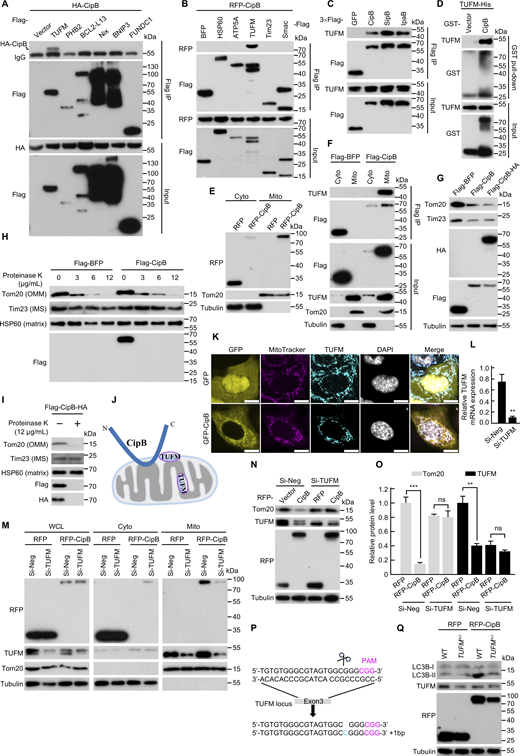 CipB localizes to mitochondria through TUFM. (A) Co-IP analysis of CipB with mitophagy-related proteins in 293T cells. Cells were co-transfected with HA-CipB and Flag-tagged mitophagy proteins for 14 h. Cell lysates were immunoprecipitated with anti-FLAG M2 affinity gel. The immunoprecipitate was eluted with SDS loading buffer and analyzed by immunoblotting. (B) Co-IP analysis of RFP-CipB with mitochondrial protein (HSP60, ATP5A, TUFM, Tim23, and Smac) in 293T cells treated as in A. (C) Co-IP analysis of endogenous TUFM with 3×Flag-GFP, 3×Flag-CipB, 3×Flag-SipB, or 3×Flag-IpaB in 293T cells treated as in A. (D)In vitro pull-down of purified GST-CipB and TUFM-His proteins. (E) 293T cells transfected with RFP or RFP-CipB were subjected to cytosolic-mitochondrial fractionation, and RFP signals were analyzed by immunoblotting. (F) Co-IP of CipB and endogenous TUFM after subcellular fractionation. 293T cells transfected with Flag-BFP or Flag-CipB were subjected to subcellular fractionation. Mitochondrial and cytosolic fractions were analyzed by Co-IP. (G) Western blot analysis of Tom20 and Tim23 in 293T cells transfected with Flag-BFP, Flag-CipB, or Flag-CipB-HA for 21 h. (H and I) Submitochondrial localization of CipB. 293T cells transfected with Flag-BFP (H), Flag-CipB (H), or Flag-CipB-HA (I) were harvested for mitochondrial isolation. Purified mitochondria were treated with the indicated concentration of proteinase K for 30 min on ice and analyzed by immunoblotting with anti-Tom20 (OMM), anti-Tim23 (IMS), anti-HSP60 (matrix), anti-Flag, and anti-HA. (J) Structural model of CipB within mitochondria. CipB is a mitochondrial transmembrane protein with its N terminus and C terminus exposed to the cytoplasm. The transmembrane domain spans the outer membranes that directly interact with TUFM. (K) Co-localization of TUFM and MitoTracker in HeLa cells transfected with GFP or GFP-CipB (yellow). Cells were incubated with 100 nM MitoTracker (magenta) for 45 min. Cells were then subjected to immunofluorescence by anti-TUFM (cyan). Nuclei (gray) were stained with DAPI. Scale bar, 10 μm. (L) qRT-PCR analysis of TUFM transcripts in TUFM+/−293T cells transfected with si-Neg or si-TUFM (75 nM, 24 h). GAPDH transcripts were used for normalization. Data are mean ± SEM (n = 3). Unpaired two-sided Student’s t tests were used to measure significance. (M) TUFM is required for the mitochondrial localization of CipB. 293T cells were transfected with 75 nM si-Neg or si-TUFM for 30 h, followed by transfection with RFP or RFP-CipB for 15 h. Cytosolic and mitochondrial fractions were immunoblotted. (N and O) WCL, whole cell lysate; (N-O) TUFM is required for CipB-induced mitophagy in 293T cells. Cells were treated as in M. Whole-cell lysates were immunoblotted with the indicated antibodies. (O) shows quantification of Tom20 and TUFM levels. Tom20 and TUFM levels were normalized to tubulin and set to 1.00 in corresponding control cells. Data are represented as mean ± SEM (n = 3, three independent experiments, two-way ANOVA). (P) Sanger sequencing confirmed the TUFM+/− genotype in 293T cells. (Q) WT or TUFM+/−293T cells transfected with RFP or RFP-CipB for 21 h were immunoblotted for LC3B-II and TUFM. The data are representative of three independent experiments. ns, not significant; **P < 0.01; ***P < 0.001. Source data are available for this figure: SourceData F3. Refer to the image caption for details.