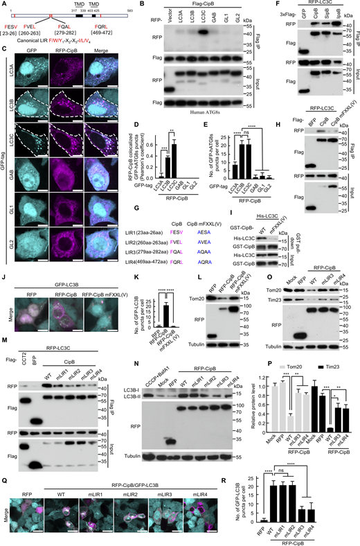 CipB binds to LC3 via LIR motifs to promote mitophagy. (A) Domain architecture of CipB showing 4 LIR motifs (red) and the predicted transmembrane domain (TMD, black). LIR sequences: LIR1 (FESV), LIR2 (FVEL), LIR3 (FQAL), and LIR4 (FQRL). (B) Co-IP analysis of Flag-CipB with RFP-tagged human ATG8 proteins (hATG8s) in 293T cells. Cells were co-transfected with Flag-CipB and RFP-hATG8s for 14 h. Cell lysates were immunoprecipitated with anti-FLAG M2 affinity gel. The immunoprecipitate was eluted with SDS loading buffer and analyzed by immunoblotting. (C) Colocalization of RFP-CipB with GFP-hATG8s in HeLa cells co-transfected with RFP-CipB (magenta) and GFP-hATG8s (cyan). Scale bar, 10 µm. (D) Quantification of Pearson’s correlation coefficients for RFP-CipB and GFP-hATG8s colocalization shown in (C). Mean ± SEM, n = 25 cells in each group. (E) Quantification of GFP-hATG8s puncta from (C). Mean ± SEM, n = 25 cells in each group. (F) Co-IP analysis of RFP-LC3C and Flag-tagged CipB family proteins in 293T cells treated as in B. (G) aa sequence of the LIR motif in CipB or CipB mFXXL(V). CipB mFXXL(V): CipB indicated site mutated to alanine. The LIR motif in CipB is highlighted in magenta font, while the LIR motif in CipB mFXXL(V) is highlighted in blue font. These abbreviations and symbols maintain consistent meaning throughout the article. (H) Co-IP of Flag-CipB or Flag-CipB mFXXL(V) with RFP-LC3C in 293T cells treated as in B. (I)In vitro pull-down assay of His-LC3C with GST-CipB or GST-CipB mFXXL(V). (J and K) Immunofluorescence of GFP-LC3B puncta. 293T cells stably expressing GFP-LC3B (cyan) were transfected with RFP, RFP-CipB, or RFP-CipB mFXXL(V) (magenta) for 14 h and then analyzed by confocal microscope (J). Scale bar, 10 μm. (K) Quantification of GFP-LC3B puncta (n = 30 cells/group; ****P < 0.0001). (L) Immunoblot analysis of Tom20 levels in 293T cells transfected with indicated vectors for 21 h. (M) Co-IP of RFP-LC3C with Flag-CCT2, Flag-BFP, Flag-CipB, and Flag-CipB LIR mutants in 293T cells. Immunoprecipitation were performed with anti-FLAG M2 affinity gel, and precipitated proteins were detected with antibodies to Flag and RFP. mLIR1 (mutant of LIR1): F23A&V26A; mLIR2 (mutant of LIR2): F260A&L263A; mLIR3 (mutant of LIR3); F279A&L282A; mLIR4 (mutant of LIR4): F469A&L472A. (N–P) Western blot images showing levels of LC3B-II (N), Tom20 (O), and Tim23 (O) in 293T cells. Cells were transfected with indicated plasmid or treated with 10 µM CCCP plus 0.5 µM Baf A1 for 21 h. Cells were lysed and immunoblotted with indicated antibodies. Quantification of normalized Tom20 and Tim23 (P). (Q and R) Immunofluorescence of GFP-LC3B in 293T cells expressing GFP-LC3B (cyan). Cells were transfected with the RFP-tagged (magenta) plasmid and then analyzed by confocal microscope (Q). Scale bar, 10 µm. Quantification of the number of GFP-LC3B puncta per cell (R). Data are shown as mean ± SEM (n = 25 cells in each group). The data are representative of three independent experiments. P values were determined by one-way ANOVA with Tukey’s test. (D, E, K, P, and R). ns, not significant; *P <0.05; **P <0.01; ***P < 0.001; ****P < 0.0001. Source data are available for this figure: SourceData F4. Refer to the image caption for details.