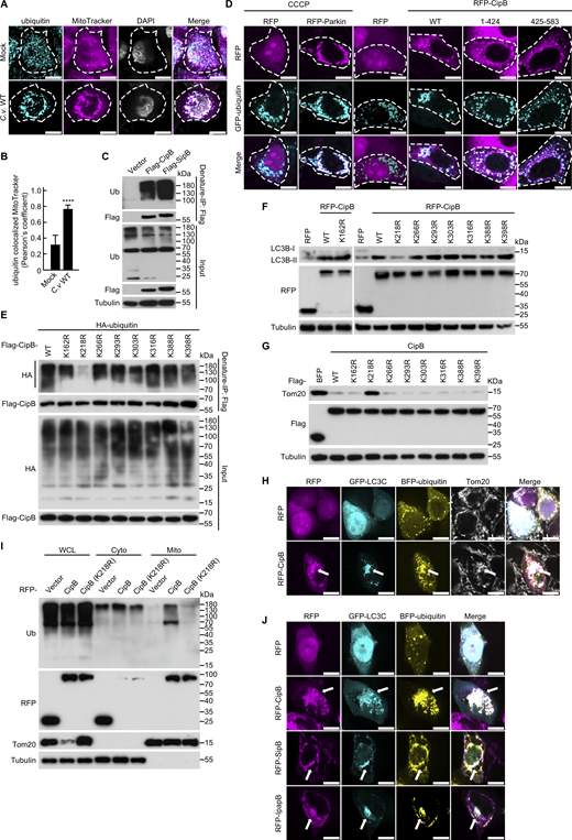 CipB family recruits LC3 and ubiquitin to mitochondria during C. violaceum infection. (A and B) Confocal microscopy analysis of endogenous ubiquitin colocalization with MitoTracker in HeLa GSDMD−/− cells. Cells infected with C.v. WT (MOI = 10) for 3.5 h were incubated with 100 nM MitoTracker (magenta) for 45 min, then cell were stained with anti-ubiquitin antibody (cyan). Nuclei (gray) were stained with DAPI (A).Scale bar, 10 µm. Quantification of Pearson’s colocalization coefficient between ubiquitin and MitoTracker (B). Data are representative from three different experiments (mean ± SEM, n = 30 cells in each group). Unpaired two-sided Student’s t tests were performed. ****P < 0.0001. (C) Denature-IP analysis of endogenous ubiquitin and Flag-CipB or Flag-SipB in 293T cells. Cell lysates were subjected to denaturing immunoprecipitation (IP), and immunoprecipitates were eluted with SDS loading buffer for immunoblotting. (D) Colocalization of GFP-ubiquitin (cyan) with RFP-CipB truncations (magenta) in HeLa cells. Cells were transfected with RFP, RFP-CipB, RFP-CipB (1-424), or RFP-CipB (425-583) for 14 h. As a positive control, cells transfected with RFP/RFP-Parkin were treated with CCCP (10 µM, 6 h). Cells were analyzed by confocal microscopy. Scale bar, 10 μm. (E) Denaturing-IP analysis of HA-ubiquitin binding to Flag-tagged CipB mutants in 293T cells. Cells were lysed and subjected to denature-IP. The immunoprecipitate was eluted with FLAG peptide for immunoblotting. (F and G) Immunoblot analysis of LC3B-II (F) and Tom20 (G) levels in 293T cells transfected with the indicated CipB mutations. (H) Confocal microscopy analysis demonstrating the colocalization of RFP-CipB (magenta) with GFP-LC3C (cyan), BFP-ubiquitin (yellow), or Tom20 (gray) in HeLa cells. (I) Mitochondrial ubiquitin recruitment requires CipB ubiquitination. 293T cells transfected with RFP, RFP-CipB, or RFP-CipB (K218R) for 21 h were fractionated into cytosolic and mitochondrial component. Ubiquitin levels in whole-cell lysates, cytosolic, and mitochondrial fractions were determined by immunoblotting. (J) Colocalization analysis of CipB family effectors (magenta) with GFP-LC3C (cyan) and BFP-ubiquitin (yellow) in HeLa cells. Scale bar, 10 µm. All data are representative from three different experiments. Source data are available for this figure: SourceData F5. Refer to the image caption for details.