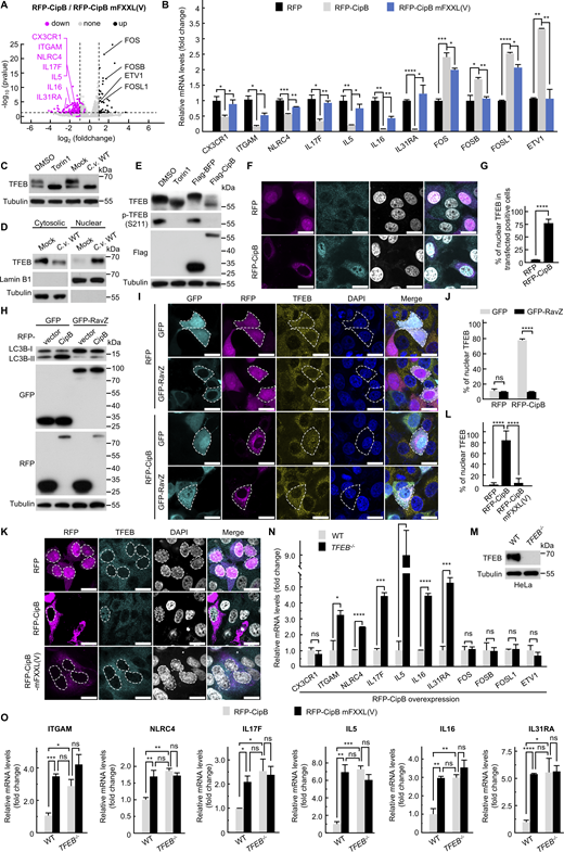 CipB activates the mitophagy-TFEB axis to suppress immune responses. (A) Volcano plot showing the effect of mitophagy on differential gene expression. log2(fold change); ratio RFP-CipB/RFP-CipB mFXXL(V). Magenta dots indicate downregulated genes in RFP-CipB–transfected cells; black dots show upregulated genes in RFP-CipB–transfected cells. The dotted black line indicates the significance cutoff (*P < 0.05). (B) qRT-PCR analysis of the mRNA levels of immune genes and immunosuppressive genes in 293T cells. Cells were transfected with RFP, RFP-CipB, or RFP-CipB mFXXL(V), and then mRNA was collected and analyzed (n = 3 per group). (C and D)C. violaceum infection induces the activation of TFEB in 293T cells. Cells were infected with C.v. WT (MOI = 5) for 3 h or treated with DMSO/330 nM Torin1 for 4 h. Immunoblotting analysis of TFEB (C). The cell lysate was subjected to nuclear–cytoplasmic fractionation and detected by immunoblotting (D). (E) Western blot images showing levels of TFEB and p-TFEB(S211) in HeLa cells transfected with Flag-BFP and Flag-CipB or treated with DMSO/Torin1. (F and G) Representative immunofluorescence images of endogenous TFEB in HeLa cells transfected with RFP/RFP-CipB (magenta) for 21 h (F). Scale bar, 20 µm. TFEB (cyan) was stained with anti-TFEB antibody. Nuclei (gray) were stained with DAPI. Percentage of cells with TFEB nuclear localization (G). More than 100 cells were quantified per condition in each experiment. Data are presented by unpaired two-sided Student’s t tests (mean ± SEM). (H–J) RavZ inhibits CipB-induced TFEB nuclear translocation. 293T cells transfected with the GFP-tagged (cyan)/RFP-tagged (magenta) plasmid. Cell lysates were analyzed by anti–LC3B-II immunoblotting (H). TFEB (yellow) was stained with anti-TFEB and then subjected to immunofluorescence (I). Nuclei (blue) were stained with DAPI. Scale bar, 20 µm. Quantifications of the percentages of cells showing nuclear TFEB (J). The data are presented as means ± SEM. n = 35 cells. ns, not significant. P values were determined by two-way ANOVA (mean ± SEM). (K and L) RFP-CipB mFXXL(V) inhibits TFEB nuclear translocation. HeLa cells were transfected with RFP, RFP-CipB, or RFP-CipB mFXXL(V) (magenta), and then analyzed by immunofluorescence (K); TFEB (cyan) was stained with anti-TFEB antibody. Nuclei (gray) were stained with DAPI. Scale bar, 10 µm. The white dashed line in the figure shows the outline of nucleus. The percentage of nuclear TFEB-positive cells among transfected cells was calculated (L). Mean ± SEM, n = 35 cells. (M) Western blot validation of TFEB KO effect in HeLa cell lines. Cells were lysed and immunoblotted with TFEB antibody. (N) qRT-PCR testing of the mRNA levels of immune genes in WT or TFEB−/− HeLa cells. Cells were transfected with RFP-CipB and then subjected to qRT-PCR. Data are representative of three biologically independent experiments. Data are presented by unpaired two-sided Student’s t tests (mean ± SEM). (O) qRT-PCR analysis of the transcription of immune genes in WT or TFEB−/− HeLa cells after transfection with RFP-CipB or RFP-CipB mFXXL(V). P values were determined by two-way ANOVA (mean ± SEM, n = 3). Data are representative of three biologically independent experiments. P values were determined by one-way ANOVA with Tukey’s test. (B and L). ns, not significant; *P < 0.05; **P < 0.01; ***P < 0.001; ****P < 0.0001. Source data are available for this figure: SourceData F6. Refer to the image caption for details.