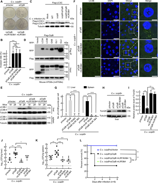 The mitophagy receptor function of CipB is essential for C. violaceum–induced mitophagy and pathogenesis during animal infection. (A and B) Expression of CipB, CipB-mLIR1&3&4 or CipB-mLIR3&4 restored the invasive ability of C. violaceum ΔcipB strain. (A) Invasion rates and intracellular growth were determined by CFU assays. (B) Quantification of the percentage of invasion rate. CipB mLIR 1&3&4: CipB simultaneously mutated LIR1, LIR3, and LIR4; CipB mLIR3&4: CipB simultaneously mutated LIR3 and LIR4. ΔcipB+pVector, ΔcipB complemented with an empty vector; ΔcipB+pCipB, ΔcipB complemented with a CipB expression vector; ΔcipB+pCipB mLIR1&3&4, ΔcipB complemented with CipB mLIR 1&3&4; ΔcipB+pCipB mLIR3&4, ΔcipB complemented with CipB mLIR3&4. The abbreviations and symbols used in this article have consistent meanings throughout. (C) Immunoblot analysis of Flag-LC3C-II in 293T cells infected indicated strains (MOI = 5) for 4 h. WT, C. violaceum WT; ΔcipB, C. violaceum mutant strain with gene deletion of CipB. (D) Co-IP analysis of Flag-CipB with RFP-tagged mouse ATG8s protein (mATG8s). Cells were co-transfected with Flag-CipB and RFP-mATG8s for 14 h. Cell lysates were immunoprecipitated with anti-FLAG M2 affinity gel. The immunoprecipitate was eluted with SDS loading buffer and analyzed by immunoblotting. (E–G) Levels of LC3B activation in the liver/spleen of mice. Mice were intraperitoneally injected with 12 × 106 CFU indicated strains for 24 h. Liver/spleen tissues were analyzed by immunoblot (E) or immunofluorescence (F). n = 3 (liver), n = 4 (spleen). LC3B (green) were stained with anti-LC3B antibody. Nuclei (blue) were stained with DAPI. The mean number of LC3B puncta in liver/spleen cells was determined based on the analysis of ∼30 cells per biological replicate (G). Data are shown as mean ± SEM. (H and I) Level of Tom20 in liver tissue in mice (n = 4) as treated in E. (I) shows quantification of levels of Tom20. (J–L) Effects of CipB on C. violaceum infection in mice. C57BL/6N mice were infected intraperitoneally with 12 × 106 CFU indicated C. violaceum strains. Bacterial load in the liver (J) and spleen (K) was counted, and daily survival rate was calculated (L). The data are representative of three independent experiments. P values were determined by one-way ANOVA with Tukey’s test. (B, G, and I–K). P values were determined by Mantel–Cox tests (L). *P < 0.05, **P < 0.01, ***P < 0.001, ****P < 0.0001. Source data are available for this figure: SourceData F7. Refer to the image caption for details.