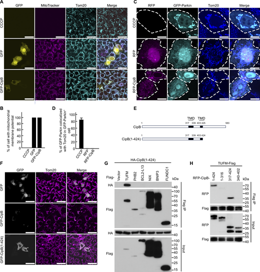 CipB has no effect on mitochondrial depolarization and Parkin location. (A) CipB does not alter mitochondrial depolarization in HeLa cells. HeLa cells were transfected with GFP-GFP (yellow), GFP-CipB (yellow), or treated with CCCP (10 μM, 6 h). Mitochondria (cyan) were stained by anti-Tom20 antibody and a ΔΨm-dependent MitoTracker (magenta). Without CCCP treatment, mitochondria are intact and stained by mitochondrial markers. After 6 h of CCCP treatment, mitochondria are depolarized as represented by the loss of MitoTracker staining. Representative images are shown. Scale bar, 40 μm. (B) Quantification of the percentages of cells showing mitochondrial membrane potential in (A). The percentages of cells with mitochondrial membrane potential are means ± SEM; n = 100 cells in each group. (C) CipB does not influence Parkin recruitment to mitochondria. HeLa cells were transfected with the RFP-tagged plasmid (pseudo-colored magenta). As a positive control, cells transfected GFP-Parkin (cyan) were treated with CCCP (10 μM, 6 h), resulting in complete Parkin translocation to mitochondria. Mitochondria (blue) were stained by anti-Tom20 antibody. Scale bar, 10 μm. (D) Quantifications of Parkin-mitochondria colocalization in C. The percentages of Parkin-Tom20 colocalization in GFP-Parkin+ cells were calculated (mean ± SEM, n = 100 cells/group). (E) Schematic view of CipB structure. TMD, transmembrane domain. Numerals indicate the number of aa of CipB. CipB(1–424), aa 1–424 of CipB. The structure of CipB is predicted by TMHMM 2.0 service. (F) Mitochondrial colocalization of CipB variants. HeLa cells transfected with the GFP-tagged plasmids (gray) were analyzed by confocal microscopy. Mitochondria (magenta) were stained by anti-Tom20 antibody. Scale bar, 40 μm. (G) Co-IP analysis of HA-CipB(1-424) with the Flag-tagged mitochondrial protein in 293T cells. Cells were lysed and subjected to Flag IP. The immunoprecipitate was eluted with Flag peptide and analyzed by immunoblotting. (H) Co-IP analysis of TUFM-Flag with the RFP-CipB truncations in 293T cells. Cells were lysed and subjected to Flag IP. The immunoprecipitate was eluted with SDS loading buffer and analyzed by immunoblotting. All data are representative of three independent experiments. Unpaired two-sided Student’s t tests were used to measure significance (B and D). Source data are available for this figure: SourceData FS2. Refer to the image caption for details.