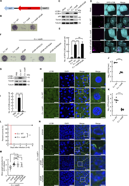 CipB is essential for C. violaceum infection. (A) Genomic organization of the cipB locus in C. violaceum (12472; ATCC). Red arrow represents cipB site. (B–E) CipB is essential for C. violaceum infection. CipB is required for the invasion ability of C. violaceum (B). HeLa GSDMD−/− cells were infected with the indicated C. violaceum strains (MOI = 10), followed by gentamicin protection assays (B). CipB is required for C. violaceum-induced mitophagy (C–E). 293T cells were infected with the indicated C. violaceum strains for 4 h (C), or 293T cells stably expressing GFP-LC3B (cyan) were assayed (D), followed by immunoblotting (C) or fluorescence imaging (D). C. violaceum (magenta) was labeled with anti–C. violaceum antibody. Scale bar, 10 μm. Quantification of the number of GFP-LC3B puncta (E). About 30 cells were counted and analyzed for each biological replicate. Data are shown as mean ± SEM. C.v. ΔcipB, C. violaceum mutant strain with gene deletion of cipB; C.v. ΔcipB+pCipB, C.v. ΔcipB complemented with a CipB expression vector. (F) Confirmation of the invasion ability of different C. violaceum strains. HeLa GSDMD−/− cells were treated as in B. All data are shown from three independent replicates. (G–I) CipB is required for C. violaceum–induced mitophagy in livers. Mice were infected with C.v. WT (n = 4) or C.v. ΔcipB (n = 4) strains for 10 h. Immunoblotting of LC3B-II and Tom20 in the livers of C57BL/6N mice (G). Confocal microscopy analysis of LC3B puncta (green) in livers (H). Nuclei (blue) were counterstained with DAPI. Scale bar, 20 μm; inserts, 5 µm. Quantification of the number of LC3B puncta per liver cell (I). Mean ± SEM, n = 30 cells in each group. (J and K) CipB is essential for bacterial loads in the liver (J)/spleen (K) of infected mice. Mice were infected with C.v. WT (n = 5) or C.v. ΔcipB (n = 5) strains. (L) CipB is essential for C. violaceum virulence. Survival rate of mice after C.v. WT (n = 8) or C.v. ΔcipB (n = 8) strains infection. (M) The complementation of pCipB, pCipB mLIR1&3&4, or CipB-mLIR3&4 in C.v. ΔcipB strain resulted in similar weight loss in infected mice in the acute infection period. Mice were infected intraperitoneally with indicated C. violaceum strains for 24 h. Quantification of mice weight reduction. ns, not significant; **P < 0.01. (N) The interaction of CipB and LC3C is essential for C. violaceum–induced autophagy in the spleen of infected mice. Spleen tissue was subjected to immunofluorescence by anti-LC3B (green). Nuclei (blue) were counterstained with DAPI. N = 4. Scale bar, 10 μm; inserts, 2.5 µm. Data are representative of three independent experiments and are shown as the mean ± SEM. Unpaired two-sided Student’s t tests (J and K) or Mantel–Cox tests (L) were used to measure significance. P values were determined by one-way ANOVA with Tukey’s test (E, I, and M). **P < 0.01, ***P < 0.001, ****P < 0.0001 Source data are available for this figure: SourceData FS5. Refer to the image caption for details.