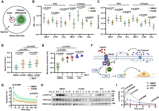 Kir7.1 regulates chemotaxis and GPCR signaling of human neutrophils. (A) Under-agarose migration assay of dHL-60 cells treated with 50 μM VU590 or DMSO on BSA- or collagen-coated glass-bottom dishes toward indicated chemoattractants. (B and C) Quantification of forward migration index (FMI) toward the chemokine gradient and velocity of cells. n > 10 in each group. Data present mean ± SD, representative of three independent experiments. (D) Under-agarose random migration velocity of dHL-60 cells treated with 50 μM VU590 or DMSO on BSA-coated glass-bottom dishes in the presence or absence of uniform fMLP. n = 20 in each group. Data present mean ± SD, pooled from three independent experiments. (E) Whole-cell patch-clamp measurement of dHL-60 cells treated with VU590 or KCl with or without fMLP activation. n > 10 in each group. Data present mean ± SD, representative of three independent experiments. (F) Illustration of how Kir regulates MP and GPCR signaling. (G) Quantification of intracellular calcium after fMLP treatment of dHL-60 cells treated with VU590 or DMSO. Data present mean ± SD, representative of three independent experiments. (H and I) Immunoblot and normalized quantification of time-course PAK activation after fMLP treatment of dHL-60 cells treated with DMSO, VU590, or KCl. Data present mean ± SD from three independent experiments. (B, C, and G) Mann–Whitney test. (D, E, and I) Multiple comparisons and one-way ANOVA. Source data are available for this figure: SourceData F5. Refer to the image caption for details.