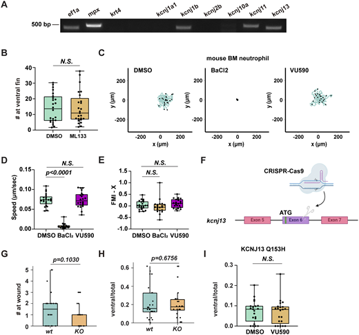 Kir7.1 regulates zebrafish neutrophil chemotaxis. (A) RT-PCR of indicated genes using mRNA extracted from FACS-sorted neutrophils. (B) Number of neutrophils recruited to the ventral fin induced by LTB4 in WT fish treated by ML133. (C–E) Representative tracks and quantification of speed and forward migration index (FMI) of mouse bone marrow PMN chemotaxis toward LTB4 after treatment with DMSO, BaCl2, or VU590 in an under-agarose migration chamber plate coated with collagen IV. The lines represent individual cell trajectories over a 60-min period. N > 15 in each group. Data present mean ± SD, representative of three independent experiments. One-way ANOVA. (F) Schematic of the kncj13 knockout fish. (G and H) Quantifications of neutrophils recruited to the tail wound (G) or ventral fin induced by LTB4 (H) in kcnj13 KO fish. (I) Quantification of neutrophils recruited to the ventral fin induced by LTB4 in neutrophil-specific KCNJ13Q153H mutant fish treated by VU590 or vehicle control. (H and I) The number of neutrophils in the fin was normalized to total neutrophil numbers to rule out developmental defects. (B, G, H, and I) Each dot represents one neutrophil. n > 20 in each group. Data representative of three independent experiments. Results are presented as mean ± SD, Mann–Whitney test. Source data are available for this figure: SourceData FS1.