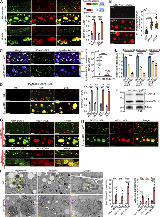 Figure 2. Refer to the image caption for details.
