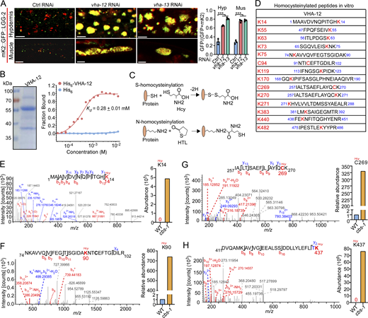 Figure 5. Refer to the image caption for details.
