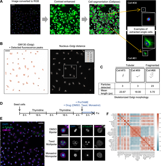 Morphological features of cellular and subcellular structures for cell phenotype profiling. (A) Example of the cell segmentation process and extraction of single cells. HeLa cells were segmented using contrast-enhanced images of microtubules and DAPI-stained nuclei. Each cell was assigned an identifier, and two representative cells (#38 and #81) are shown. Scale bar, 50 µm. (B and C) Examples of abstraction-based analysis of Golgi structure. Golgi morphology was characterized from GM130 images by analyzing fluorescence peaks (B) and by extracting skeletonized line objects (C). The boxed regions in the nucleus–Golgi distance measurements correspond to the cropped areas shown in Fig. 1 C. Scale bar, 50 µm. (D) Timeline for the analysis of mitotic spindle defects in metaphase-arrested HeLa cells. HeLa cells were synchronized with a double thymidine block, followed by ProTAME treatment to accumulate cells in metaphase. To induce specific spindle assembly defects, cells were treated with DMSO (control), taxol, or monastrol for 6 h, when most cells were expected to be in G2 phase. (E) Representative cell images. The left panel displays a full image of DMSO-treated cells, while the right panel shows magnified views of typical mitotic cells. Scale bars: 50 µm (full image) and 20 µm (magnified image). (F) Correlation matrix of all features used for cell phenotype profiling, as shown in Fig. 1 E. See Table S1 for descriptions of individual features. Refer to the image caption for details.