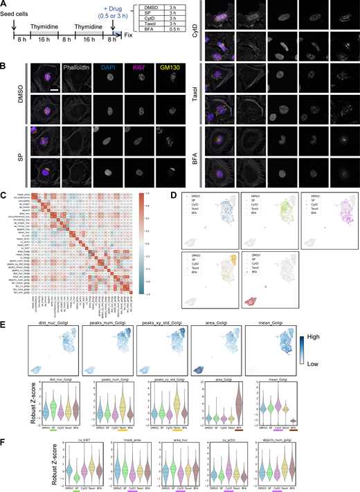 Characterization of drug treatment effects on cellular and subcellular morphology in late G2. (A) Timeline for cell cycle synchronization using a double thymidine block followed by drug treatment. HeLa cells were used; at the time of fixation, most cells had reached late G2, just before entering mitosis. (B) Representative images of HeLa cells in late G2 fixed and stained after drug treatment. Cropped images of representative cells from each experimental condition are shown. Scale bar, 20 µm. (C) Correlation matrix for all features used in the cell phenotype profiling shown in Fig. 2 B. See Table S1 for detailed descriptions of each feature. (D) UMAP plots of cell phenotype profiles. The UMAP data from Fig. 2 B are shown, with each condition highlighted individually for clarity. (E) Selected features that robustly reflect the effect of drug treatment on Golgi morphology in late G2. Drug names associated with a strong effect on each feature are underlined in color. Features include dist_nuc_Golgi (distance between the centers of mass of the nucleus and Golgi) for SP, peaks_num_Golgi and peaks_xy_std_Golgi (number and spatial variance of GM130/Golgi fluorescence peaks) for taxol, and area_Golgi and mean_Golgi (area and mean fluorescence intensity of the GM130/Golgi region) for BFA and CytD. Full data are provided in dataset 3. (F) Notable features in addition to those related to Golgi morphology. These include cv_ki67 (CV for nuclear Ki-67 fluorescence intensity, i.e., SD normalized by the mean) for SP and mask_area (cell mask area) and cv_actin (CV of phalloidin/actin staining) for CytD. Full data are provided in dataset 3. Refer to the image caption for details.