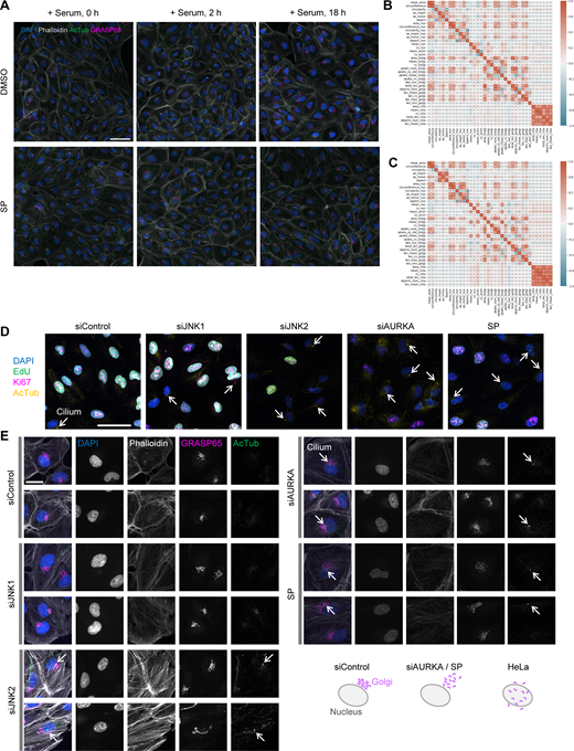 Representative cell images after serum re-addition and features used in analysis. (A) Representative images of ARPE-19 cells for the indicated experimental conditions and time points. Scale bar, 50 µm. (B and C) Correlation matrices of the features used in cell phenotype profiling in Fig. 2 H and Fig. 3 D, respectively. See Table S1 for detailed feature descriptions. (D) Representative fluorescence images used to monitor cell cycle progression and ciliation. Images of ARPE-19 cells were acquired 18 h after serum re-addition (see Fig. 2 E), stained for EdU (via click reaction), Ki-67 (IF), and acetylated tubulin (AcTub; IF). The analysis results are shown in Fig. 3 B. Scale bar, 50 µm. (E) Representative cropped images of ARPE-19 cells used for cell phenotype profiling, related to those shown in Fig. 3 C. Arrows indicate cilia. AcTub, acetylated tubulin. Scale bar, 20 µm. Schematics illustrate typical Golgi morphology in the siControl group, siAURKA- or SP-treated group, and HeLa cells in late G2 (see Fig. S2 B, DMSO).