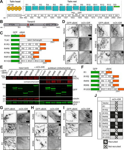 Talin contains tensin-binding sites in the R3, R4, R7R8, and R11 domain. (A) Schematic representation of talin with the aa numbers of each domain indicated. (B) Schematic representation of tensin3. Talin-binding site (TBS), aa 692–718. (C) Mitochondrial targeting talin1 full-length and deletion constructs. The indicated talin sequences were inserted between EGFP (GFP) and cBAK, with the aa number of talin regions indicated below. (D) Constructs shown in C were expressed with mCh-IDR in NIH3T3 cells. Black boxes indicate colocalization, and gray boxes indicate no association. (E) Western blotting of mitochondrial pulldown experiments. Constructs as used in D were expressed in HEK293T cells. Whole cell lysates (wcl) and purified mitochondria were immunoblotted. Note that the double band for mCh-IDR is due to known mCherry degradation. (F) Representation of additional talin1 constructs. (G–I) NIH3T3 cells expressing the constructs shown in C and F with mCh-IDR. (J) Summary table of the mitochondrial targeting assays. All results are collected from three independent experiments. Scale bars (D and G–I), 5 μm. aa, amino acid. Source data are available for this figure: SourceData F1.