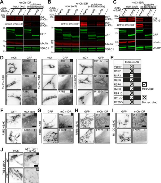 Tensin3 binds multiple talin rod domains. (A–C) Western blotting of the mitochondrial pulldown experiments in HEK293T cells with the same constructs used in Fig. 1, G–I, showing that R3, R4, and R11 interact with mCh-IDR. (D) Representative images of NIH3T3 cells co-expressing mCh-TNS3-cBAK with GFP-vector, GFP-R1R2, GFP-R1R3, GFP-R4R6, GFP-R5R6, GFP-R7R8, GFP-R9R10, GFP-R11DD, or GFP-R12DD, respectively. Black boxes indicate colocalization, and gray boxes indicate no association. Note that TNS3-cBAK recruits R1R3, R4R6, R7R8, and R11DD to the mitochondria, but not GFP-vector, R1R2, R5R6, R9R10, or R12DD. (E) Summary table of the MTS experiments in D. (F–I) Representative images of NIH3T3 cells co-expressing GFP-R1R3-cBAK (F), GFP-R4R6-cBAK (G), GFP-R7R8-cBAK (H), or GFP-R11DD-cBAK (I) with mCh-IDR-WT or mCh-IDR-L702E, respectively. Note that L702E abolishes mCh-IDR interactions with all talin1 truncation constructs. (J) Images of cells co-expressing mCh-TNS3-cBAK (WT or L702E) with GFP-TLN1-E1770A, respectively. L702E abolishes TNS3 colocalization with TLN1-E1770A at the mitochondria. All experiments are performed three times. Scale bars, 5 μm. Source data are available for this figure: SourceData FS1.