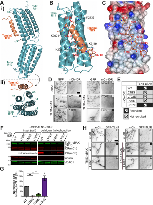 Structure-based mutations in tensin3 disrupt its interaction with talin. (A) Crystal structure of the talin R11R12–tensin3 TBS (aa 692–718) complex. (i) TBS (orange) forms a six-helix bundle with R11 (cyan). (ii) TBS engages the α2-α5 face of R11. (B) R11-TBS interface is stabilized by multiple electrostatic and hydrophobic interactions. K2024, K2119, and K2133 (black), form electrostatic contacts with D696, S698, and D710 (red). (C) Poisson–Boltzmann electrostatic distribution map of the tensin3-binding surface of R11. Tensin3 peptide is shown in sticky representation with the hydrophobic residues labeled (red). (D) GFP-TLN1-cBAK was co-expressed with mCh-IDR wild-type (WT), deletion of TBS (ΔTBS), or those carrying the point mutation L702E, I706E, or L707E, respectively, in NIH3T3 cells. Groups of GFP-cBAK and mCh-IDR-ΔTBS were used as negative controls. (E) Summary table of D. (F) Mitochondrial pulldown experiment with the constructs used in D. (G) Quantification of F from triplicate experiments. Data are normalized to WT. Error bars are SEM; ** indicates P < 0.01 (ordinary one-way ANOVA with Dunnett’s multiple comparisons). (H) Representative images of NIH3T3 cells expressing mCh-TNS3-WT-cBAK or mCh-TNS3-L702E-cBAK and GFP-TLN1 (left panel) or GFP-TLN2 (right panel). mCh-cBAK was used as a negative control to recruit GFP-TLN1 and GFP-TLN2 to the mitochondria. Data are collected from three independent experiments. Scale bars (D and H), 5 μm. Source data are available for this figure: SourceData F2. Refer to the image caption for details.