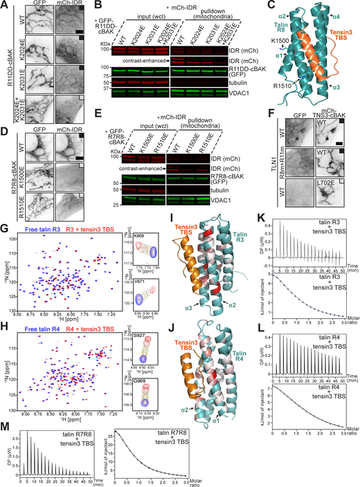 Structural characterization of the multidomain talin–tensin3 interaction. (A) Representative images of NIH3T3 cells co-expressing GFP-R11DD-cBAK WT or carrying K2024E, K2031E, or both (K2024E+K2031E) with mCh-IDR. (B) Mitochondrial pulldown experiment using the same constructs as in A. (C) AlphaFold3 model of the talin R8–tensin3 TBS complex. TBS (orange) was predicted to engage the α2-α3 face of the R8 bundle (cyan). K1500 and R1510 (brown) are highlighted on the R11 domain. (D) NIH3T3 cells co-expressing GFP-R7R8-cBAK WT or carrying K1500E or R1510E with mCh-IDR. (E) Mitochondrial pulldown experiment using constructs as in D. (F) Cells co-expressing mCh-TNS3-WT-cBAK and GFP-TLN1 constructs (R8m, K1500E; R11m, K2024E+K2031E). mCh-TNS3-L702E-cBAK was used as a negative control. (G and H) Overlay 1H-15N HSQC spectra of 15N-labeled talin R3 (G) and talin R4 (H), at a concentration of 200 µM, in the absence (blue) and presence (red) of tensin3 TBS peptide at a molar ratio of 1:2. Magnified views in the right panels show the cross-peaks corresponding to the residues K869 and V871 of talin R3 (G) and the residues S927 and G969 of talin R4 (H), illustrating the progressive chemical shift changes at peptide molar ratios of 0 (blue), 0.25 (orange), 0.5 (green), 1.0 (coral), and 2.0 (red). The HSQC spectra of R3 and R4 were recorded at 700 and 800 MHz, respectively. (I and J) Mapping of the residue-specific CSD (related to Fig. S2, H and I) on the AlphaFold3 models of talin R3 (I) and R4 (J) colored in cyan, respectively, in complex with tensin3 TBS (orange). Residues with significant CSDs are colored red, using a red-white linear gradient scale with red corresponding to the maximum CSD and white to the threshold. Residues with CSDs below the threshold are colored in green. Images are generated using PyMOL. (K–M) ITC profiles of the talin R3 (K), R4 (L), and R7R8 (M) interaction with tensin3 TBS, respectively. The upper panels (and left panel in M) show the raw heat flow data obtained during the titration of 600 µM of tensin3 TBS peptide into 40 µM talin R3 (K) or R7R8 (M), or the titration of 450 µM of tensin3 TBS peptide into 30 µM talin R4 (L), respectively, at a temperature of 25°C. The lower panels (and right panel in M) represent the integrated heat per injection plotted against the molar ratio. The data were fitted using a single-site binding model with dissociation constants (Kd) of 20.5 ± 1.80 µM for the R3-TBS interaction (K), 23.8 ± 2.94 µM for the R4-TBS interaction (L), and 15.8 ± 0.90 µM for the R7R8-TBS interaction. All results are collected from three independent experiments. Scale bars (A, D, and F), 5 μm. CSD, chemical shift difference. Source data are available for this figure: SourceData F3.