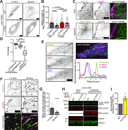 Tensin3 LLPS is controlled by talin activity in response to rigidity sensing. (A) Confocal images of NIH3T3 cells expressing mCh-TNS3-WT or mCh-TNS3-L702E plated overnight on FN-coated 1.5 or 28 kPa PDMS dishes. (B) Quantification of the mean TNS3 condensate number in A. n = 83 (WT/1.5 kPa), 80 (WT/28 kPa), 83 (L702E/1.5 kPa), and 89 (L702E/28 kPa) cells. Note that condensates that are larger than 0.1 μm2 with a circularity between 0.7 and 1 were quantified. (C) Images of endogenous tensin3 or GFP-TNS3 (green) with endogenous paxillin (magenta) in HFF cells (top panel) and NIH3T3 cells (bottom panel) plated on FN-coated glass, respectively. The dashed boxes are zoomed to the right, with condensates indicated by yellow arrows. (D) Quantification of the circularity of overexpressed GFP-TNS3 condensates in NIH3T3 cells, endogenous tensin3 condensates in HFF cells, and tensin3 adhesions in HFF cells. The boxes represent the 25–75th percentiles with the median indicated; the whiskers indicate the range of values. n = 717 (overexpressed condensates, 17 cells), 192 (endogenous condensates, 29 cells), and 4,883 (tensin3 adhesions, 33 cells). (E) Representative images of HFF cells plated on FN-coated glass (left panel). The dashed boxes are zoomed to the right panel, with tensin3 condensates (green) indicated by white arrows and a line profile below for the yellow arrow line. The lipid membrane is labeled with WGA (blue); the active β1 integrin (magenta) is stained using 9EG7 antibody. Note that the tensin3 condensate is not colocalized with vesicle structures indicated by WGA and active β1 integrin. (F) Images (background-subtracted) of HFF cells plated overnight on FN-coated 1.5 or 28 kPa PDMS dishes. Endogenous tensin3 (green) and paxillin (magenta) were visualized by staining. The dashed boxes are zoomed in below, with condensates indicated by yellow arrows. (G) Quantification of the mean number of endogenous tensin3 condensates in F. n = 33 (1.5 kPa) and 40 (28 kPa) cells. (H) Mitochondrial pulldown experiments using HEK293T cells expressing GFP-TLN1-cBAK (WT or E1770A) and mCh-IDR. (I) Quantification of H pooled from three replicates. Data are normalized to WT. Error bars are the SEM. All data are collected from three independent experiments. * indicates P < 0.05, and **** indicates P <0.0001 (B and D: Kruskal–Wallis test with Dunn’s multiple comparisons; G: Mann–Whitney test; I: unpaired t test). Scale bar: 10 µm (A, C, and F) and 5 µm (E). Source data are available for this figure: SourceData F7.