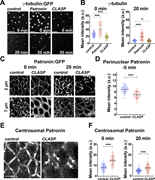 Quantitation of centrosomal MTs in CLASP and Patronin embryos reveals an antagonistic relationship between centrosomal and ncMT networks. (A) γ-tubulin:GFP intensities vary in control, Patronin, and CLASP embryos. (B) Quantification of γ-tubulin:GFP in control, Patronin, and CLASP embryos at 0 and 20 min GBE; n = 150 for control and Patronin, and 200 centrosomes for CLASP at 0 min and n = 88, 150 and 172 centrosomes for control, Patronin and CLASP, respectively, at 20 min; control and Patronin k = 3 and CLASP k = 4 embryos. (C) Still images showing the localization of Patronin:GFP in control and CLASP embryos at 0 and 20 min GBE, highlighting the absence of perinuclear Patronin in CLASP embryos. (D) Perinuclear Patronin:GFP intensities in control and CLASP embryos 5 min before GBE onset showing depleted perinuclear intensities in CLASP embryos; n = 75 perinuclear regions from k = 3 embryos for each background. (E) Still images showing Patronin:GFP enrichment at centrosomes (5 μm below cell apices) in CLASP embryos unlike in control embryos (same control as Fig. 5 A and Fig. 7 A, 0 min at 5 μm), arrows mark centrosomal Patronin. (F) Centrosomal Patronin:GFP intensities at 0 and 20 min show upregulated centrosomal Patronin in CLASP compared to the control embryos; n = 150 centrosomes and k = 3 embryos for each background. Scale bar = 5 μm. All scatter plots show the mean ± SD. Statistical significance was calculated using the Mann–Whitney U-test. ns, not significant. ****P < 0.0001.