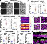 γ-tubulin–disrupted embryos have enhanced Patronin intensities. (A) Still frames revealing upregulated Patronin:GFP throughout the GBE in γ-tubulin37C shRNA (γ-tub) embryos as compared to control embryos. (B) Centrosomal Patronin:GFP intensities in control and γ-tub embryos; n = 150 centrosomal regions from k = 3 embryos for each background. (C) Perinuclear Patronin:GFP intensities in control and γ-tub embryos; n = 75 perinuclear regions from k = 3 embryos for each background. (D) Orthogonal view of MT natural log intensity heatmap showing enhanced MT bundles in γ-tub embryos compared to control. (E) Cross-section of MTs (green) and nuclei (magenta) showing enhanced and persistent perinuclear MT in γ-tub embryos as compared to control. (F) Centrosomal MT intensities in control and γ-tubulin37C embryos; n = 200 and 150 centrosomal regions for control and γ-tub, respectively, k = 4 for control and k = 3 γ-tub embryos. (G) Perinuclear MT intensities showing enriched MT pools in γ-tub perinuclear regions as compared to controls; n = 45 perinuclear regions k = 3 embryos for each background. (H) Orthogonal views of MT and nuclei showing MT bundles still shift apically in γ-tub embryos (arrows). Fig. 2 C; Fig. 3 C; Fig. 5, A and H; and Fig. 7, C and F control images/plots reproduced for comparison purposes. Scale bar = 5 μm. All scatter plots show the mean ± SD. Statistical significance was calculated using the Mann–Whitney U-test. ****P < 0.0001.