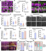 EB1 function is required for nuclear dispersion and the ncMT shift towards apical regions. (A) Cross-section of MTs (green) and nuclei (magenta) showing enhanced and persistent perinuclear MTs in ΕΒ1 shRNA (ΕΒ1) embryos compared to control. (B) Perinuclear MT intensity measurements showing enriched MT pools in perinuclear regions in ΕΒ1 embryos; n = 60 and 48 for control and EB1, respectively, at 0 min, and n = 61 and 52 perinuclear regions in control and EB1, respectively, at 20 min from k = 3 embryos for each background. (C) Orthogonal views of MT and nuclei showing perinuclear MT bundles fail to shift apically in ΕΒ1 embryos. (D) Measurement of apical MT intensities at 0 and 20 min suggesting a failure of apical MT enrichment in EB1 embryos; n = 796 and 614 apical regions for 0 and 20 min, respectively, from k = 3 embryos. (E) Centrosomal MT intensities are enhanced when ΕΒ1 function is compromised; n = 200 and 150 centrosomal regions for control and EB1, respectively, from k = 4 embryos for control and k = 3 embryos for EB1. (F) Enhanced perinuclear Patronin:GFP in EB1 embryos (arrow) as compared to control embryos. (G) Perinuclear Patronin:GFP intensities are enhanced in ΕΒ1 embryos as compared to control embryos; n = 75 perinuclear regions from k = 3 embryos for each background. (H) Fraction of nuclei in the apical 10 μm of the cell in control and ΕΒ1 embryos. Error bars indicate the standard error of mean; n = 263 and 288 nuclei for control and EB1, respectively, from k = 3 embryos for each background. (I) Fraction of nuclei invading the apical exclusion zone in control and EB1 embryos; n = 455 and 434 nuclei in control and EB1, respectively, at 0 min and n = 483 and 469 nuclei in control and EB1, respectively, at 20 min from k = 3 embryos for each background. (J) Maximum-intensity projections of nuclei color coded for distance from cell apices in control and ΕΒ1 embryos. (K) Percent of active nuclei as detected by MSD. (L) Mean nuclear speeds in control and EB1 embryos. (K and L), n = 546 and 383 nuclei in control and EB1, respectively, from k = 3 embryos for each background. (M) Model of MT network transitions during GBE, showing that a centrosomal MT network transitions to a ncMT network during GBE with the aid of EB1, CLASP, and Patronin function while nuclei are driven into deeper cell regions. Scale bar = 10 μm for (J) and 5 μm for (A, C, and F). Fig. 2 C; Fig. 3 C; Fig. 5, A and H; Fig. 7, C and F; and Fig. 4 E control images/plots reproduced for comparison purposes. All scatter plots show the mean ± SD. Statistical significance was calculated using the Mann–Whitney U-test. ns, not significant. *P < 0.05, **P < 0.01, ***P < 0.001, and ****P < 0.0001.