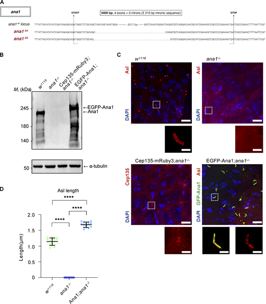 A multi-panel image showing genetic mutations and their effects on centriole duplication and elongation in fly spermatocytes.
