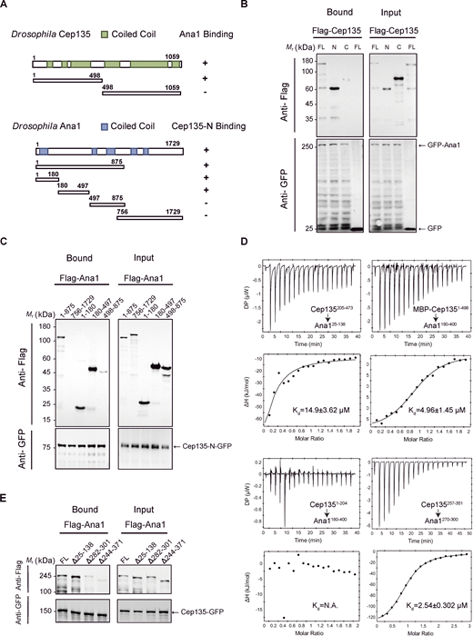 A multi-panel image depicts protein interactions and binding experiments.