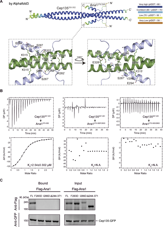 A multi-panel image depicts protein interactions and experimental results.