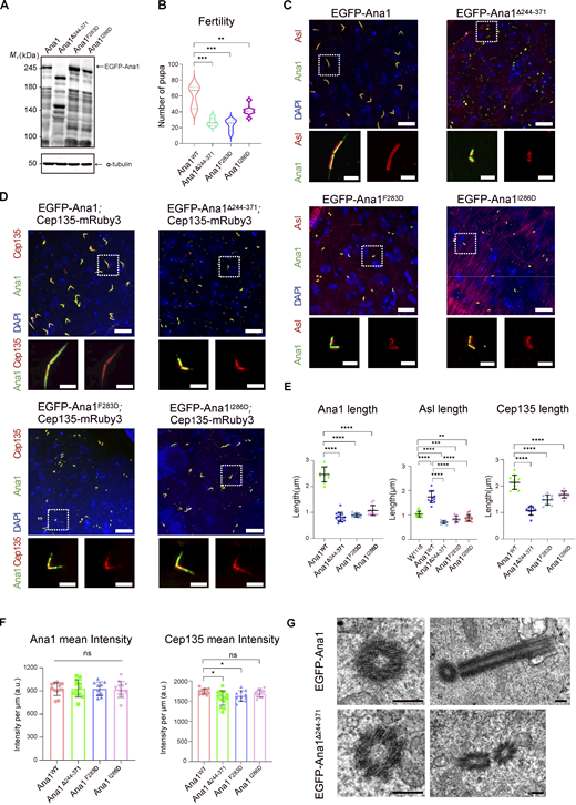 A multi-panel image displays various analyses of Ana1-Cep135 interaction in primary spermatocytes.