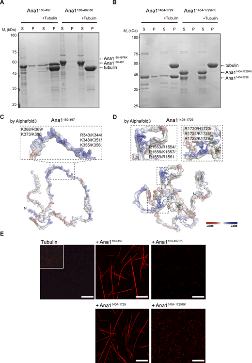 A multi-panel image showing protein binding experiments and structural models.
