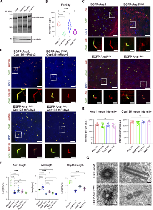 A multi-panel image showing western blot, graphs, and microscopy images of centrioles.