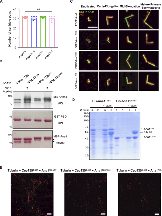 A multi-panel image depicting the effects of Ana1 mutants on centriole duplication and elongation.