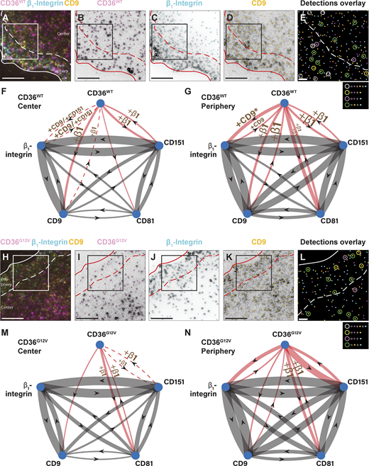 A multi-panel image showing cellular interactions and colocalization networks.