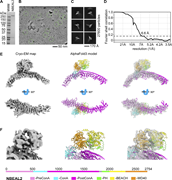 A multi-panel image showing the analysis of NBEAL2 protein using cryo-electron microscopy and AlphaFold3 modeling.