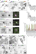 A multi-panel image showing the mapping of NBEAL1 domains in HeLa cells.