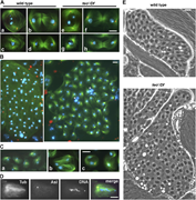 A multi-panel image showing various stages of spermatid development in wild type and teo1/Df mutant males.