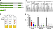 A multi-panel image showing molecular and phenotypic characterization of teo mutations.